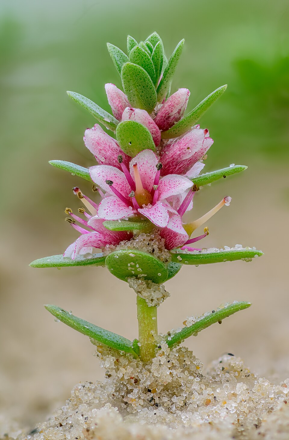 Lysimachia maritima: Espécie de planta costeira única da família Primulaceae