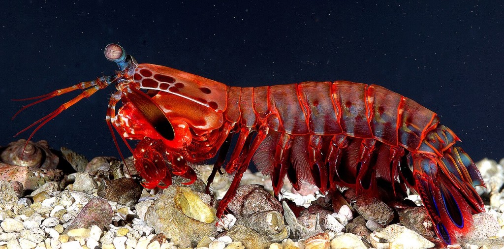 Udang Mentadak: Penumbuk Terpantas dan Penglihatan Terhebat Lautan