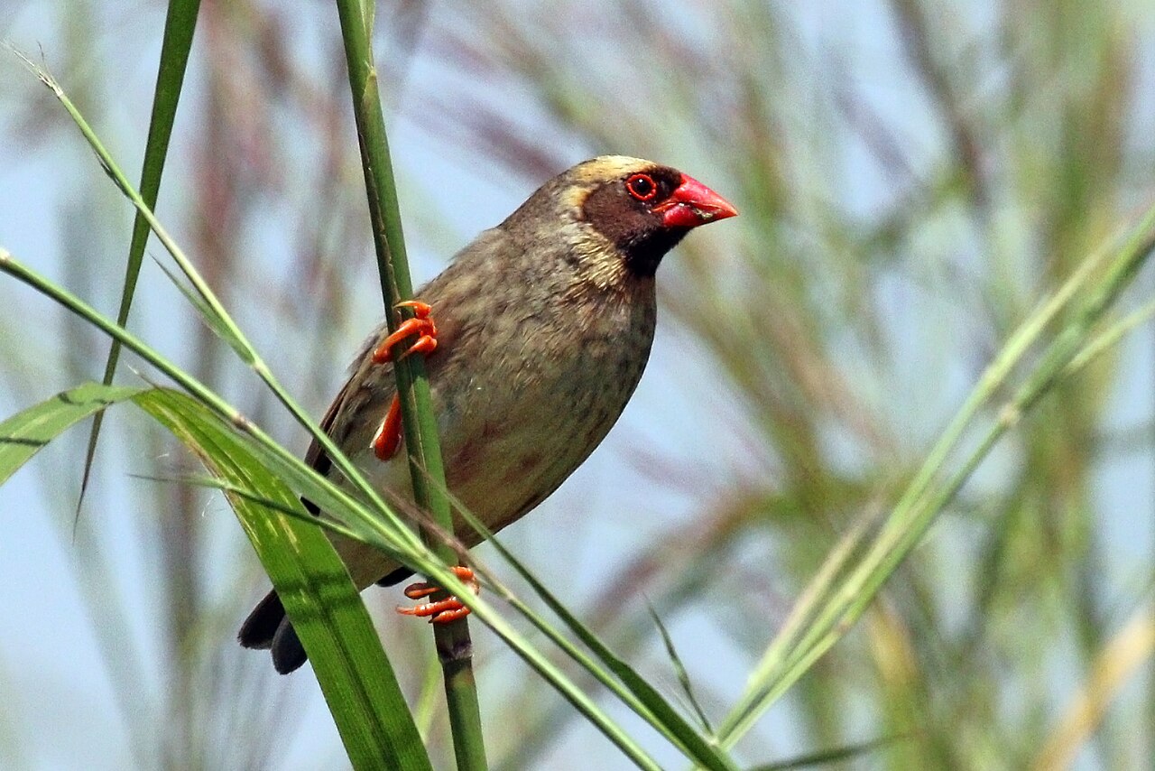 Red-billed Quelea: The Small Nomadic Bird That Stirs Sub-Saharan Africa
